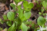 Woodland stonecrop